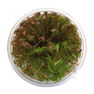 Rotala wallichii, INVITRO bakje (PlantExpress)