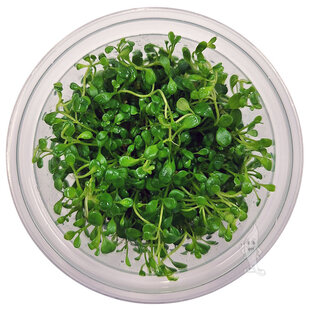 Glossostigma elatinoides, INVITRO bakje (PlantExpress)