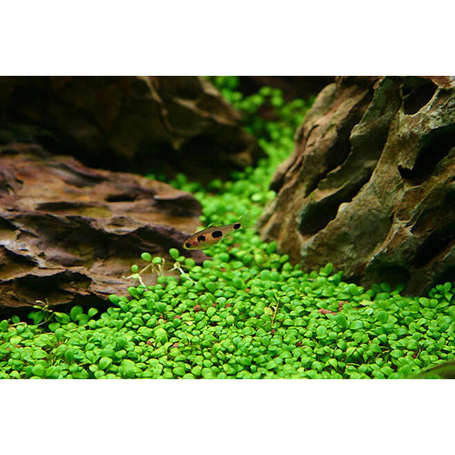 Glossostigma elatinoides, INVITRO bakje (PlantExpress)