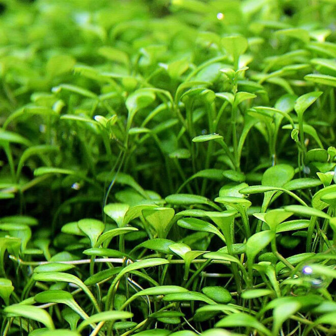 Glossostigma elatinoides, INVITRO bakje (PlantExpress)