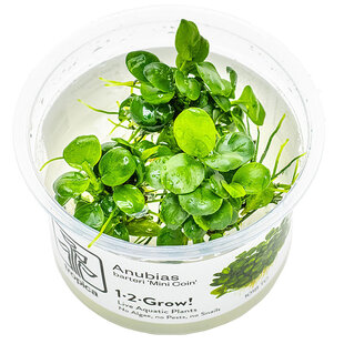 Anubias barteri ''Mini Coin'', INVITRO bakje (PlantExpress)