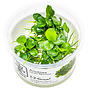 Anubias barteri ''Mini Coin'', INVITRO bakje (PlantExpress)
