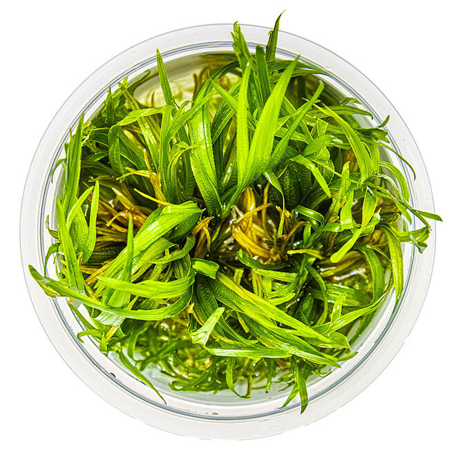 Blyxa japonica, INVITRO bakje (PlantExpress)