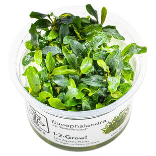 Bucephalandra needle leaf, INVITRO bakje (PlantExpress)