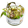 Cryptocoryne nurii, INVITRO bakje (PlantExpress)