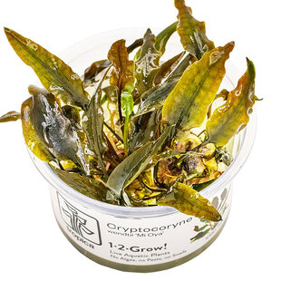 Cryptocoryne wendtii Mi Oya, INVITRO bakje (PlantExpress)