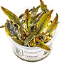 Cryptocoryne wendtii Mi Oya, INVITRO bakje (PlantExpress)