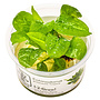 Echinodorus grisebachii ''Tropica'', INVITRO bakje (PlantExpress)