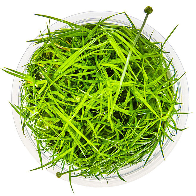 Eriocaulon cinereum, INVITRO bakje (PlantExpress)