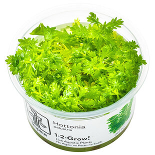 Hottonia palustris, INVITRO bakje (PlantExpress)