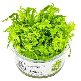 Hygrophila odora, INVITRO bakje (PlantExpress)