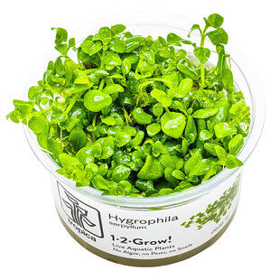 Hygrophila serpyllum, INVITRO bakje (PlantExpress)