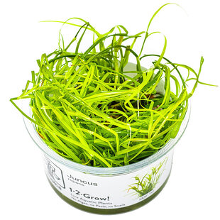 Juncus repens, INVITRO bakje (PlantExpress)