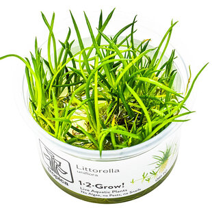 Littorella uniflora, INVITRO bakje (PlantExpress)