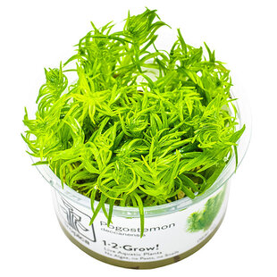 Pogostemon deccanensis, INVITRO bakje (PlantExpress)