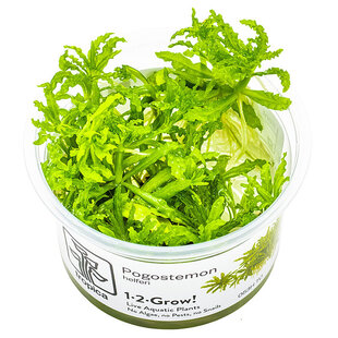 Pogostemon helferi, INVITRO bakje (PlantExpress)