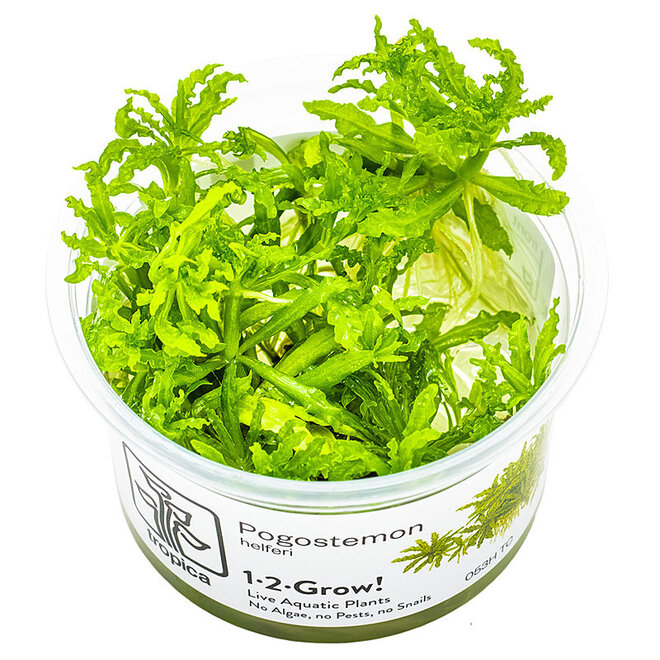 Pogostemon helferi, INVITRO bakje (PlantExpress)
