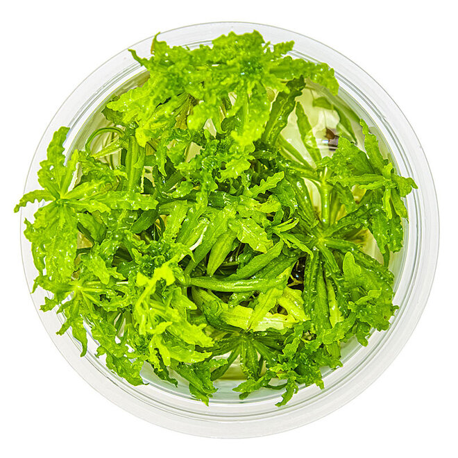 Pogostemon helferi, INVITRO bakje (PlantExpress)