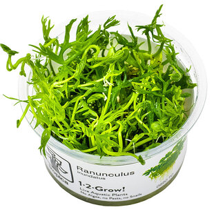 Ranunculus inundatus, INVITRO bakje (PlantExpress)