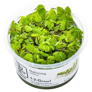 Salvinia minima, INVITRO bakje (PlantExpress)