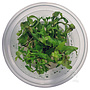 Hygrophila polysperma sunset, INVITRO bakje (PlantExpress)