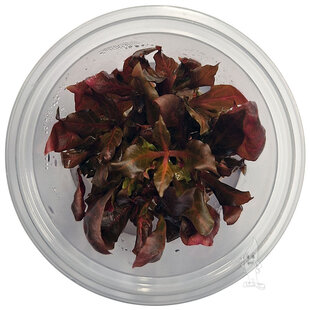 Alternanthera rosanervig, INVITRO bakje (PlantExpress)