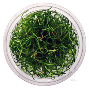 Lilaeopsis mauritiana, INVITRO bakje (PlantExpress)