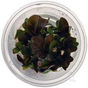 Echinodorus Reni, INVITRO bakje (PlantExpress)