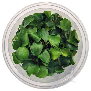 Schismatoglottis prietoi, INVITRO bakje (PlantExpress)