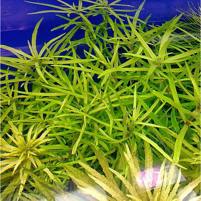 Pogostemon Yatabeanus, INVITRO bakje (PlantExpress)