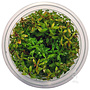 Ludwigia sp. mini super red, INVITRO bakje (PlantExpress)