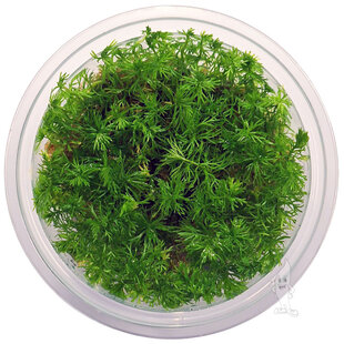 Myriophyllum guyana, INVITRO bakje (PlantExpress)
