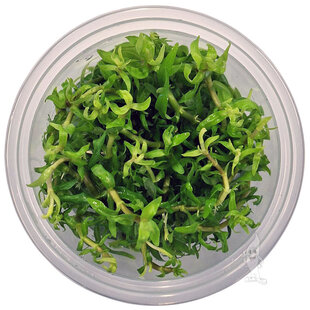 Pogostemon Yatabeanus, INVITRO bakje (PlantExpress)