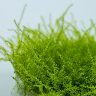 Leptodictyum riparium, INVITRO bakje (PlantExpress)