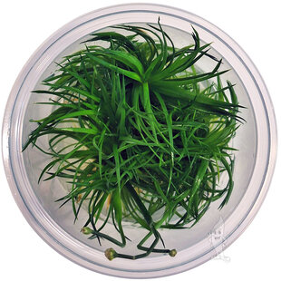 Eriocaulon 'Polaris', INVITRO bakje (PlantExpress)