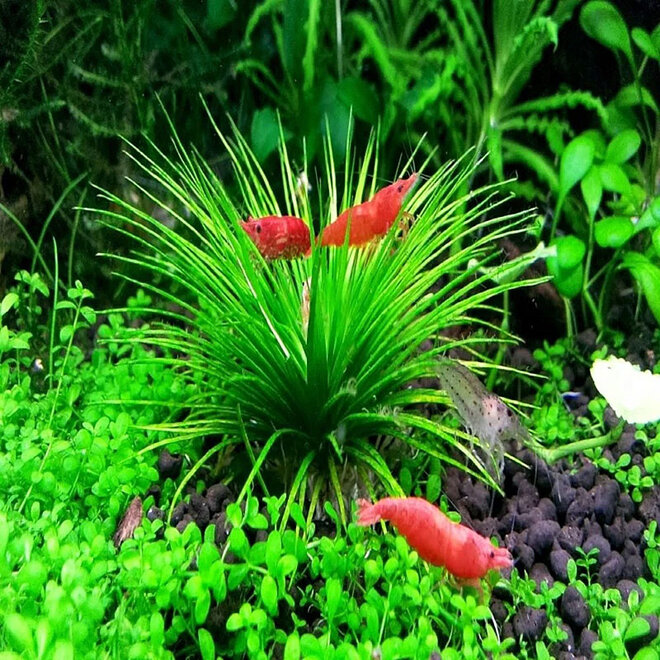 Eriocaulon 'Polaris', INVITRO bakje (PlantExpress)