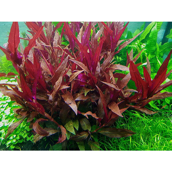 Alternanthera cardinalis