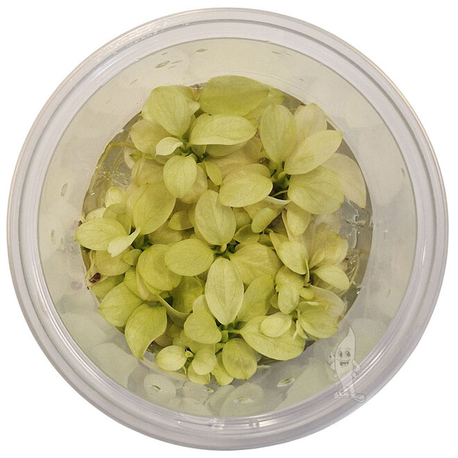 Anubias nana Snow White, INVITRO bakje (PlantExpress)