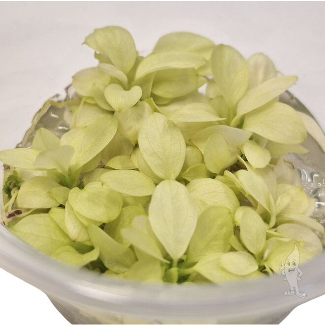 Anubias nana Snow White, INVITRO bakje (PlantExpress)