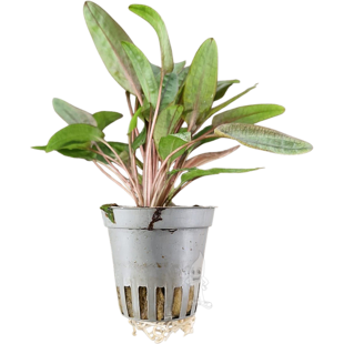 Cryptocoryne sp. Flamingo