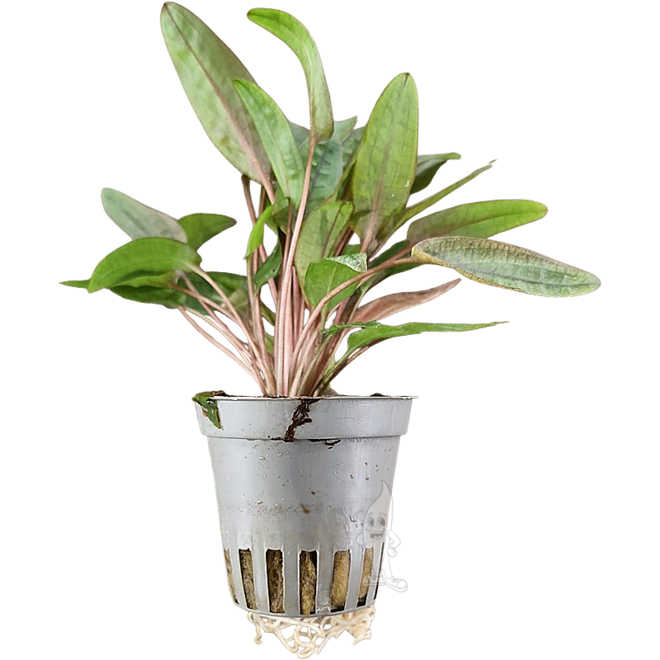 Cryptocoryne sp. Flamingo