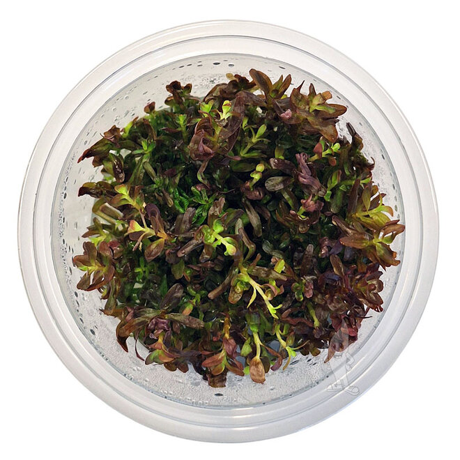 Rotala Blood Red, INVITRO bakje (PlantExpress)