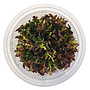 Rotala Blood Red, INVITRO bakje (PlantExpress)