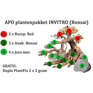 APO plantenpakket INVITRO (Bonsai) + GRATIS lijm (PlantExpress)