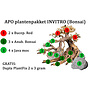 APO plantenpakket INVITRO (Bonsai) + GRATIS lijm (PlantExpress)