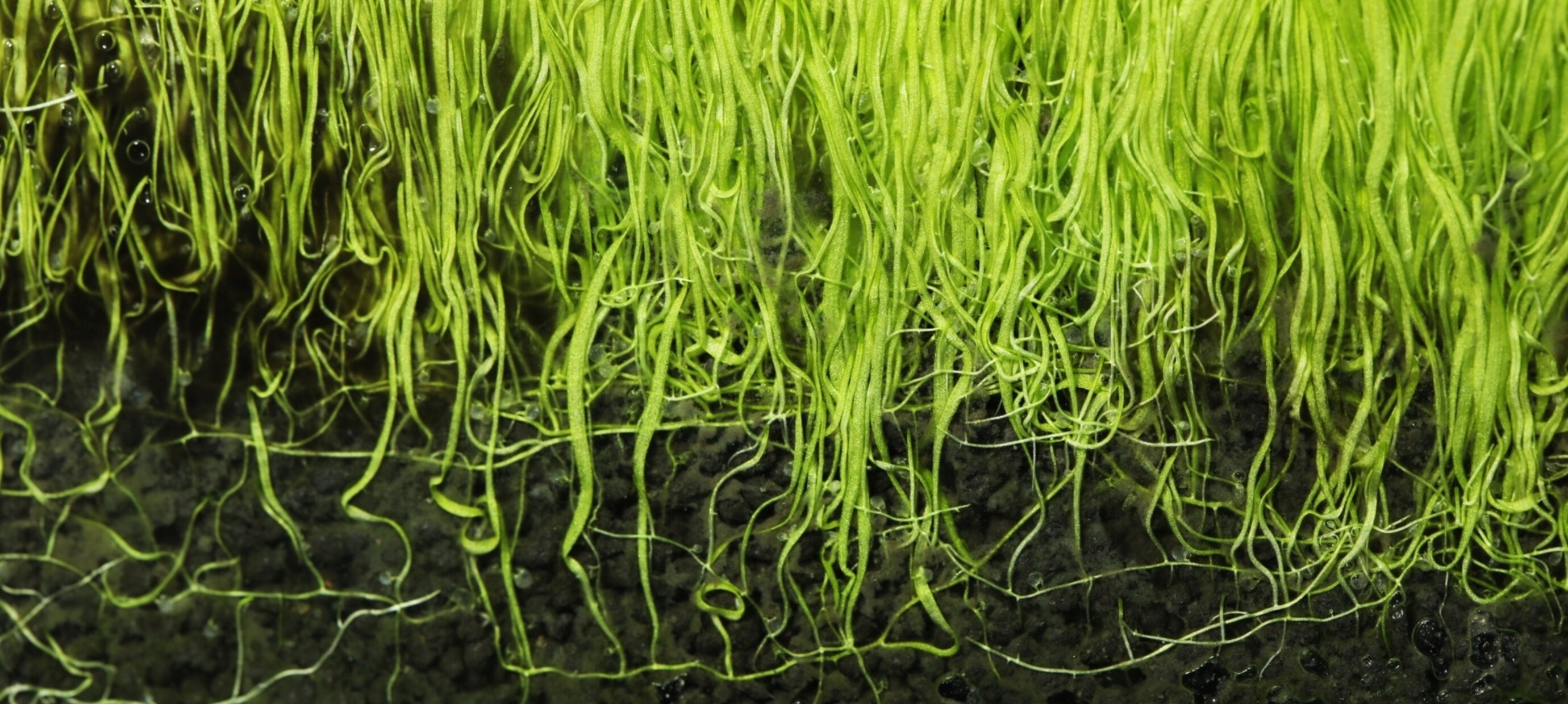 Planten die écht beginner-proof zijn (en planten die doen alsof ze dat zijn)