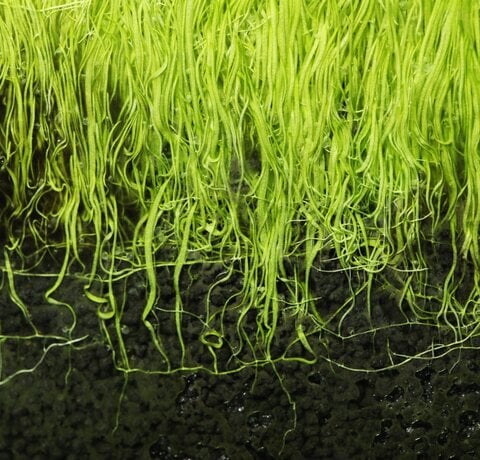 Planten die écht beginner-proof zijn (en planten die doen alsof ze dat zijn)