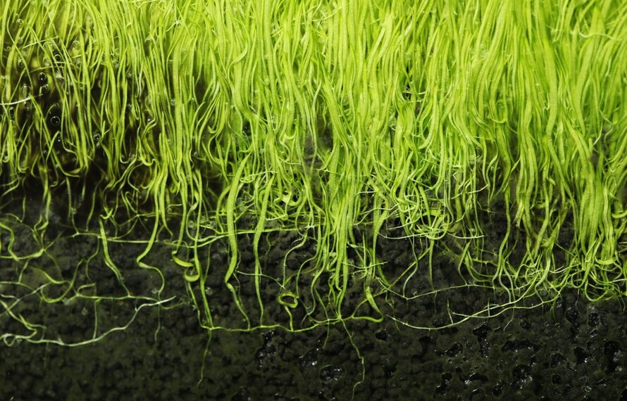 Planten die écht beginner-proof zijn (en planten die doen alsof ze dat zijn)