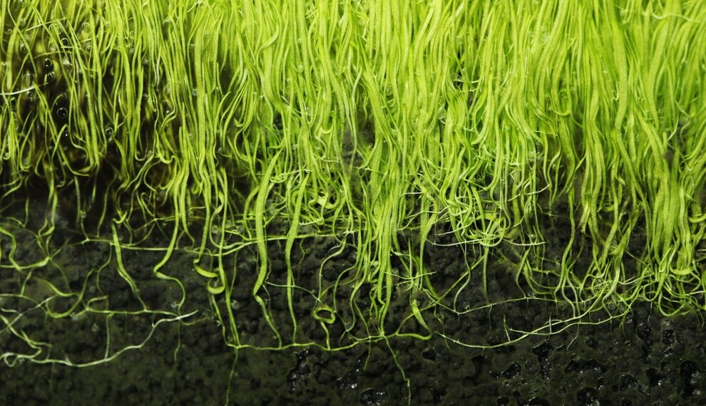 Planten die écht beginner-proof zijn (en planten die doen alsof ze dat zijn)