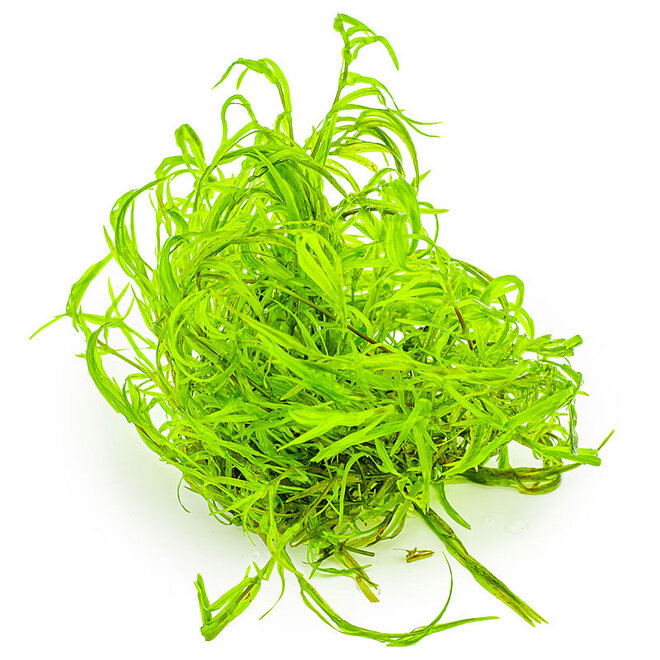 Najas guadalupensis 'Guppy Grass', INVITRO bakje (PlantExpress)